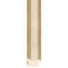 Gold Ivory - 43mm - Scoop - Foil